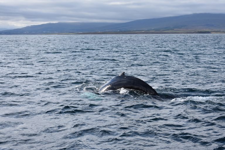 Guía y consejos para viajar a Islandia