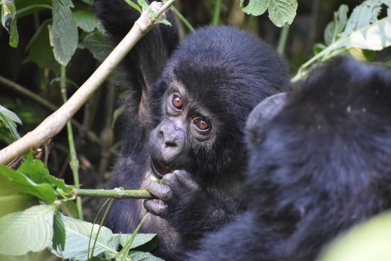 Guía para viajar a Uganda en libre o en grupo