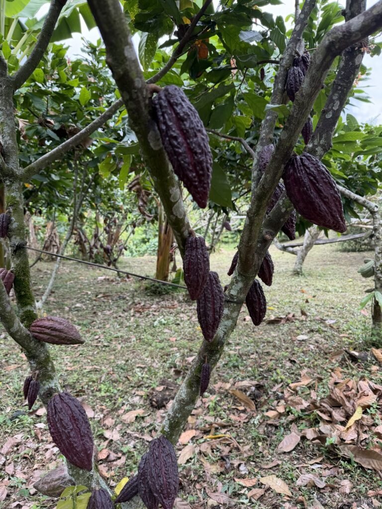 Mazorcas de cacao en el árbol