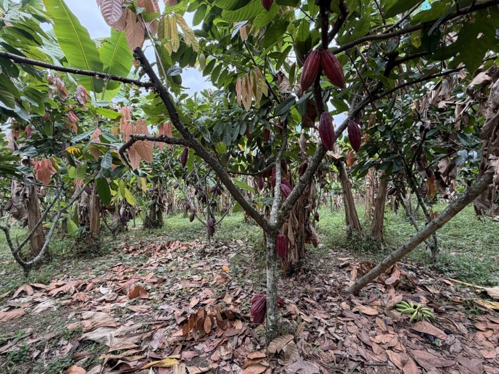 El cacaotal de la finca El Turpial