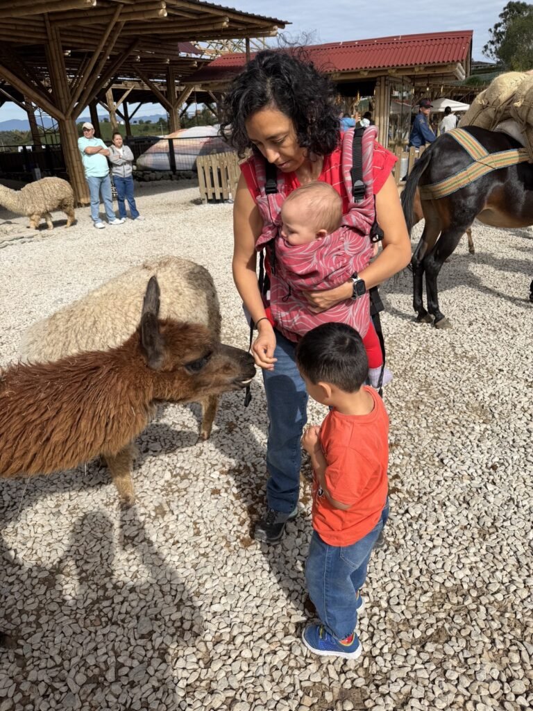 Dando de comer a las llamas en el Alto del Chocho