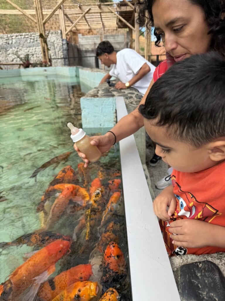 Dando biberón a los peces koi