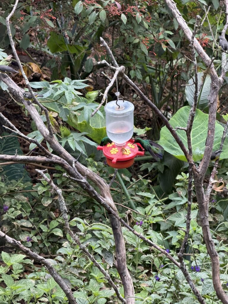 Un colibrí en su bebedero