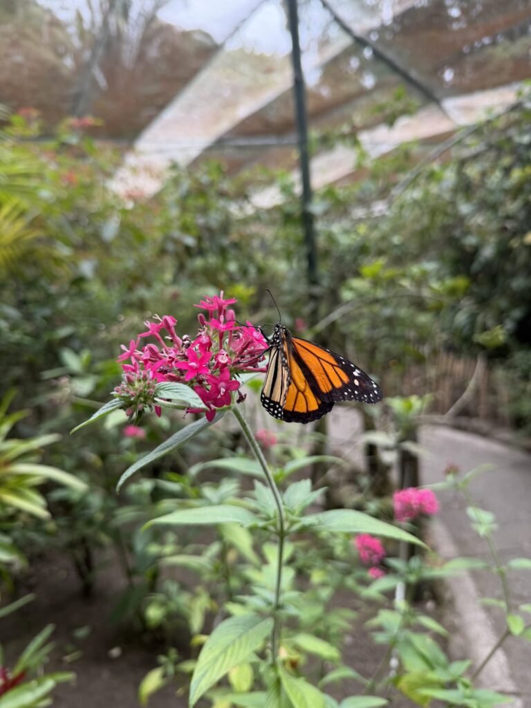 Una mariposa monarca en el mariposario