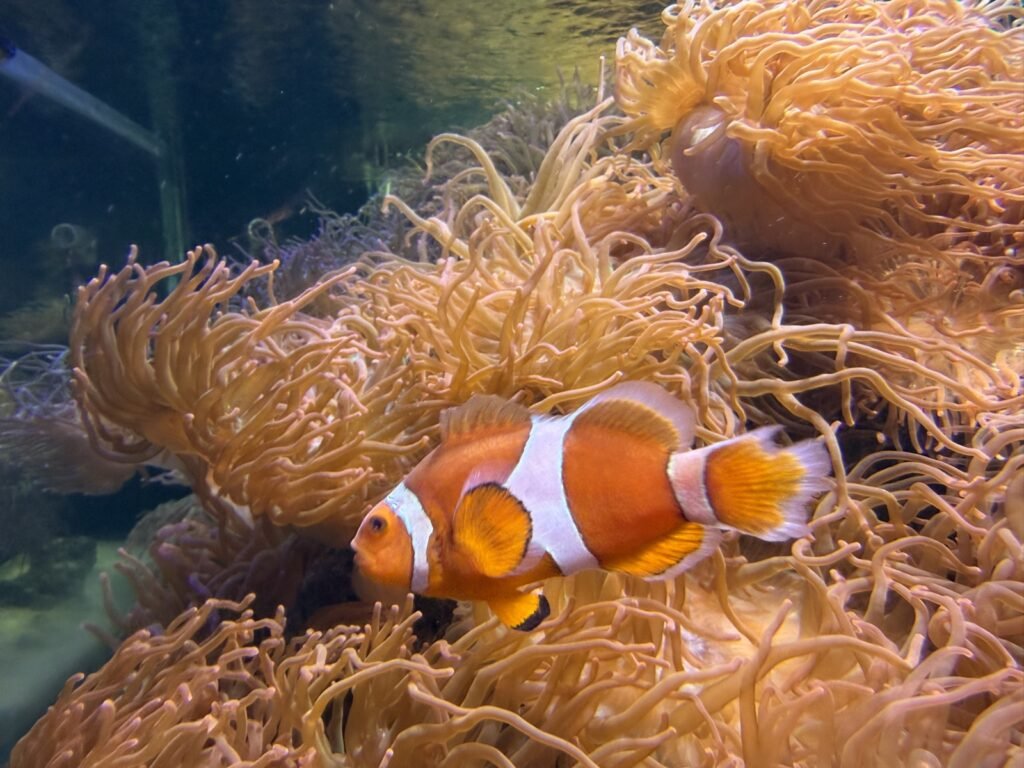 Encontrando a Nemo en el acuario
