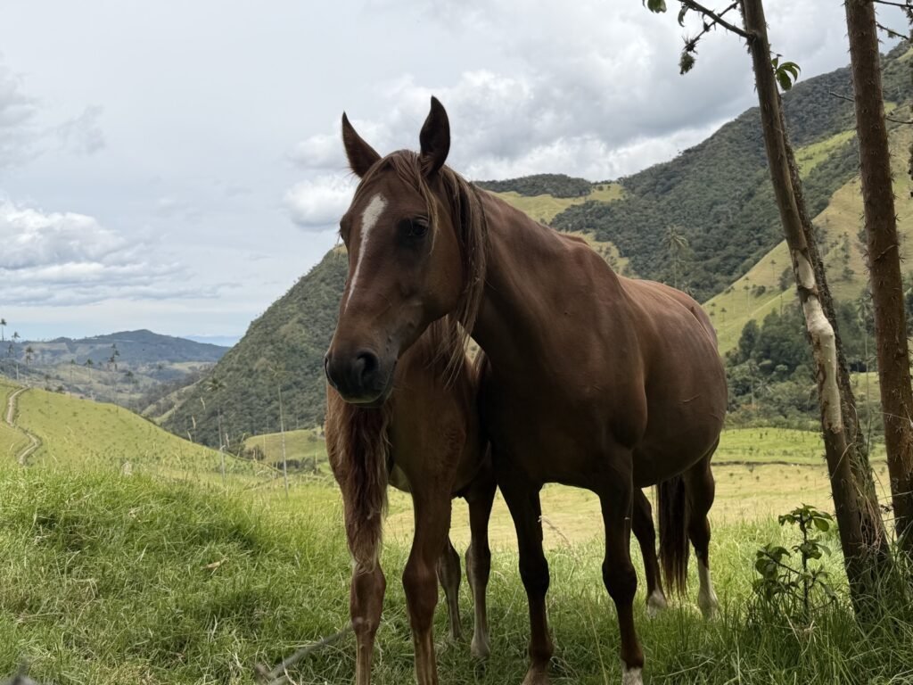 Caballos pastando en el Valle de Cocora