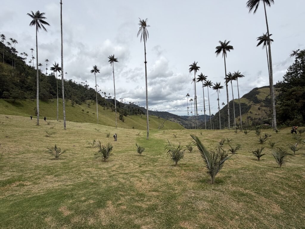 Las palmas de cera del Valle de Cocora